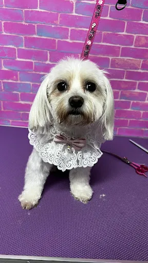 Charlie Salon Pielęgnacji Psów